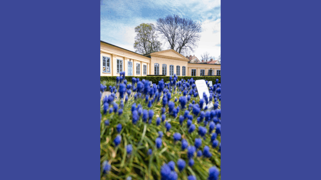 Årsmöte med program